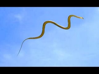 Birds do fly, but flying animals?! Yes, Get to know about the only 5 flying animals found in India!!