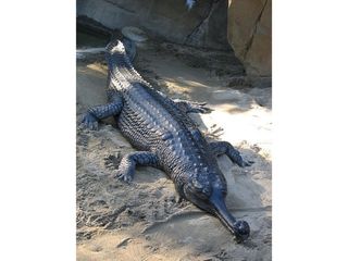 Did you know about these Endangered animals found only in India?!