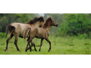 Dibru-Saikhowa National Park in Assam