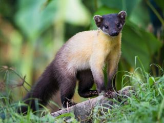 9 Exotic Animals Found In The Indian Himalayas