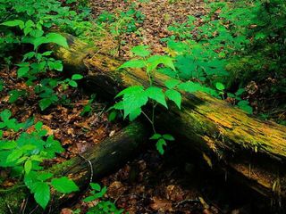 Step Into Nature's Lap: The Top Ecotourism Destinations In India