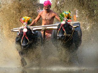 Experience The Kambala Festival