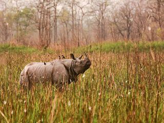 World Rhino Day: 5 Places In India To Spot One-Horned Rhinos