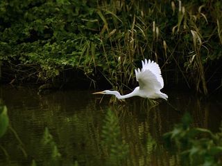 Beautiful Bird Sanctuaries In Maharashtra Engulfed In The Beauty Of Nature