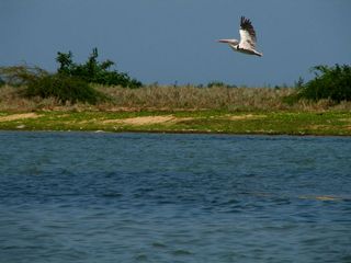 Enjoy The Pristine Lake And Birdlife At Pulicat