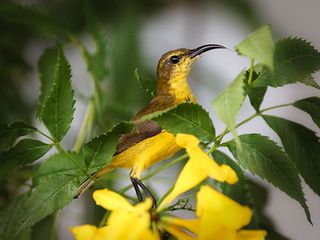 Ahmedabad To Saputara - Entering Nature’s Womb