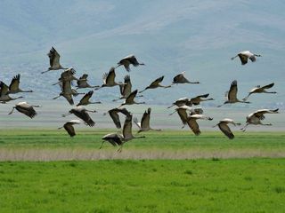 Top Birdwatching Destinations Of Karnataka