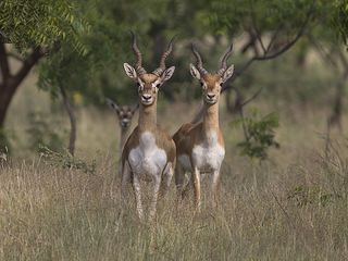 A Virtual Tour Around the Wildlife Sanctuaries in Maharashtra