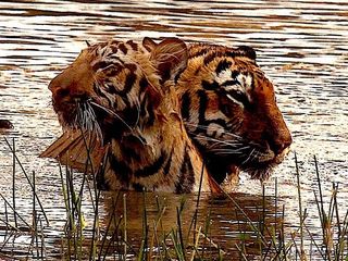 Producer Deepshikha Deshmukh shares stunning wildlife images from Tadoba-Andhari National Park