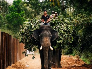 Sakrebailu Elephant Camp Shimoga Timings, Ticket Fee, Attractions and How to Reach