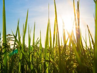 Hiware Bazar, Village Of Millionaires In India