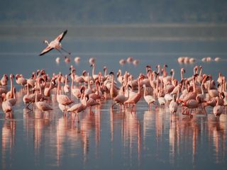 Amazing Flamingo Festival In Andhra Pradesh, All You Need To Know