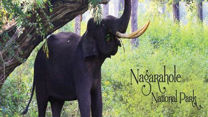 The Amazing Forests of Karnataka: Exploring Nature's Verdant Paradise