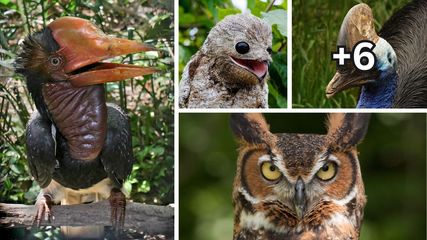 Deadliest Birds That Eat Snakes, Rabbits, Baby Crocodiles, etc.