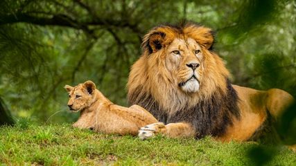 Embark On A Global Wildlife Adventure: Top Destinations Revealed