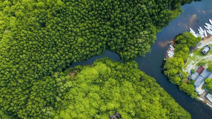 Explore the World's Best Mangrove Forests in 2024: A World Mangrove Day Special