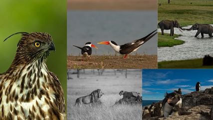 The Ethics of Wildlife Photography: Respecting Nature While Capturing Its Beauty