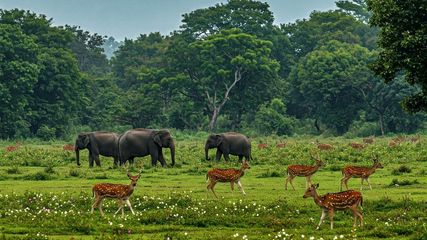 Odisha Celebrates as it Becomes Home to India’s 107th National Park: Check Details