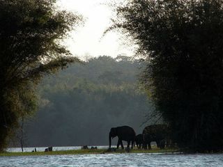 ನಾಗರಹೊಳೆ ಅಲ್ಲಾ ಇದು ಮಿಂಚಿನ ಕಳೆ
