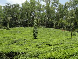 ಹಾಸನದ ಹಸನಾದ ಆಕರ್ಷಣೆಗಳು