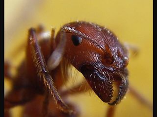 ಇರುವೆಗಳ ಕಾಟವೆ? ಇರುವೆ ದೇವಾಲಯದಲ್ಲಿ ಪ್ರಾರ್ಥಿಸಿ!