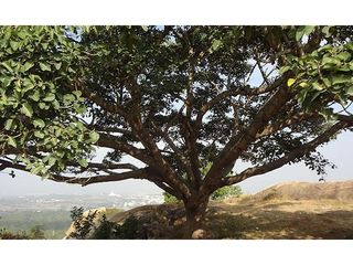 ತುರಹಳ್ಳಿ ಕಾಡಿಗೆ ಹೋಗಲು ತಡವರಿಸುವುದು ಬೇಡ