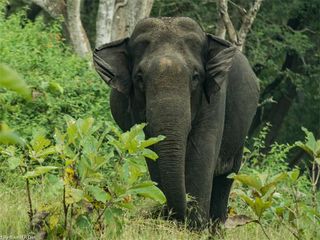 ಬೆಂಗಳೂರಿನಿಂದ ಬಂಡೀಪುರಕ್ಕೆ ವನ್ಯಜೀವಿ ಪ್ರವಾಸ