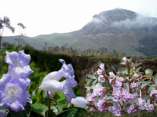 12 ವರ್ಷಕ್ಕೊಮ್ಮೆ ಅರಳುವ ಹೂವು ; ನೀಲಗಿರಿ ಬೆಟ್ಟಕ್ಕೆ ಈ ಹೆಸರು ಬರಲು ಕಾರಣವೇನು?