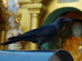 ಇಲ್ಲಿ ಕಾಗೆಗಳು ತಿಂದ ಆಹಾರವೇ ಭಕ್ತರಿಗೆ ಪ್ರಸಾದ!