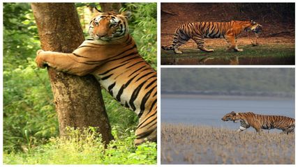 Best Tiger Parks: ಭಾರತದ 8 ಪ್ರಸಿದ್ಧ ರಾಷ್ಟ್ರೀಯ ಉದ್ಯಾನವನಗಳು…ಇಲ್ಲಿ ಬಹಳ ಹತ್ತಿರದಿಂದ ಹುಲಿಗಳನ್ನು ನೋಡಬಹುದು!