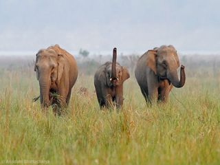 இந்தியாவின் சிறந்த 10 வனவிலங்கு தேசிய பூங்காக்கள்