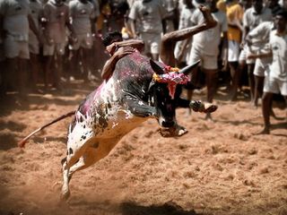 ஜல்லிக்கட்டு நடக்கும் ஊர்களைப் பற்றி தெரியுமா?