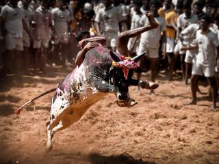 இந்தியாவில் ஜல்லிக்கட்டு தடை ஓகே.. அப்ப இதெல்லாம் எங்கே விளையாடுறாங்க?