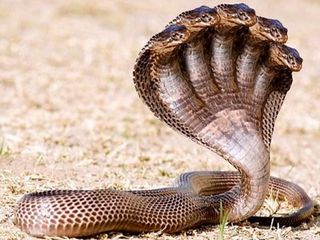 சட்டையை கழற்றி ராகுவுக்கு மாலையாக போட்ட ஐந்தரையடி பாம்பு..எங்கே தெரியுமா?