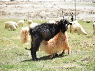 மறைந்திருக்கும் இரத்தினங்களான: லடாக்கின் விடுமுறைக்கான அழகிய இடங்களுக்கு ஒரு பயணம். வாருங்கள் போகலாம்.