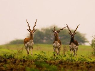 பிரமிப்பை தரும் புண்ணிய மற்றும் சுற்றுலா தலங்கள் ஒரு சேர இருக்கும் இடம் கோகர்ணா!!