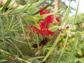 மேற்கு வங்க காட்டுக்குள்ள அழகான ஒரு பயணம் போலாமா? #காட்டுயிர்வாழ்க்கை 11
