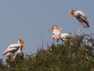 பறவைகளின் சொர்க்கம் இந்த அதிசய கிராமம்