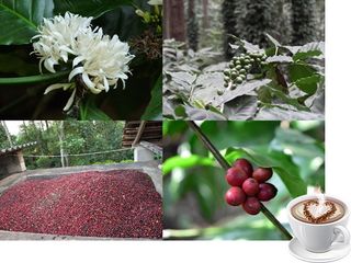 இந்தியாவின் மிகச் சிறந்த காபி தோட்டங்கள் போகலாமா?