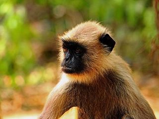 நந்தன்கானன் விலங்கியல் பூங்கா - நுழைவுக் கட்டணம், ஈர்க்கும் இடங்கள் மற்றும் எப்படி செல்வது