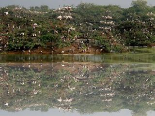 கோடி பறவைகள் கூடும் இப்படி ஒரு பறவைகள் சரணாலயம்! நம்ம ஊர்லதா!