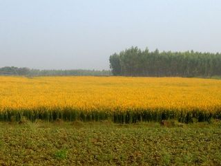 பத்ராச்சலம் சுற்றுலா வழிகாட்டி - ஈர்க்கும் இடங்கள், எப்படி அடைவது