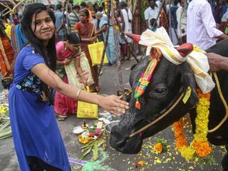 பொங்கல் பண்டிகைக்குப் பின் இவ்வளவு வரலாறு உள்ளதா? இத்தனை நாள் இது தெரியாம போச்சே!