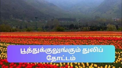 வெளிநாட்டில் மட்டுமே காணக்கூடிய துலிப் மலர்கள் இதோ இந்தியாவில் – அலை மோதும் சுற்றுலாப் பயணிகளின் கூட்டம்!