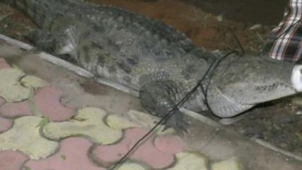 புதுச்சேரி பாலாஜி தியேட்டர் அருகே தென்பட்ட முதலை – நீண்ட நேர போராட்டத்திற்கு பிறகு பிடித்த வனத்துறை!