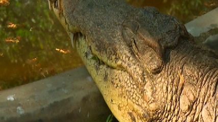 கேரள கோவிலை காக்கும் புதிய சைவ முதலை – அனந்தபுரா ஸ்ரீ ஆனந்தபத்பநாபசுவாமி கோவிலில் அதிசயம்!