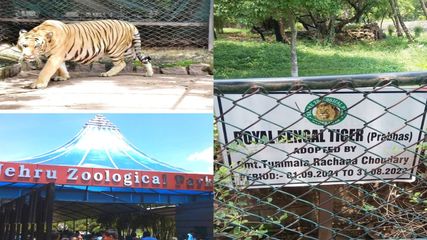 துணை மற்றும் இருப்பிடத்தை தேடி 2000 கிமீ, நான்கு மாநிலங்கள் நடந்து சென்ற புலி!