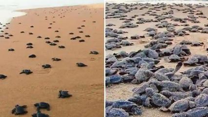 சென்னை கடற்கரைகளில் ஆமை குஞ்சுகள் – மெதுமெதுவாக கடலுக்குள் செல்லும் அழகிய நிகழ்வு!