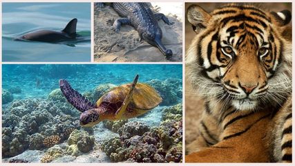 மனித தொந்தரவினால் கூடிய விரைவில் முற்றிலுமாக அழிந்துவிடப் போகும் விலங்குகள் இவை தான்!