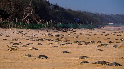 தமிழக கடற்கரைகளில் கரை ஒதுங்கிய 1300 க்கும் மேற்பட்ட இறந்த ஆமைகள் – விபரீதத்திற்கு என்ன காரணம்?